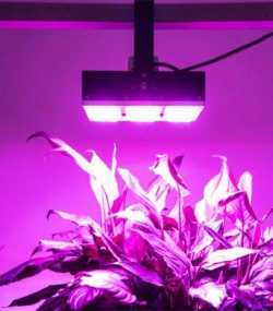 LED Pflanzenlicht, LED Grow light, Pflanzenwachstum, Wachstumslicht, LED Pflanzenstrahler